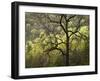 USA, North Carolina, Great Smoky Mountains National Park, Dawn's Early Light in Cataloochee Valley-Ann Collins-Framed Photographic Print