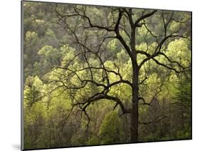 USA, North Carolina, Great Smoky Mountains National Park, Dawn's Early Light in Cataloochee Valley-Ann Collins-Mounted Photographic Print