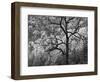 USA, North Carolina, Great Smoky Mountains National Park, Dawn's Early Light in Cataloochee Valley-Ann Collins-Framed Photographic Print