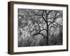 USA, North Carolina, Great Smoky Mountains National Park, Dawn's Early Light in Cataloochee Valley-Ann Collins-Framed Photographic Print