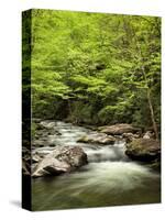 USA, North Carolina, Great Smoky Mountains National Park, Straight Fork Flows Through Forest-Ann Collins-Stretched Canvas