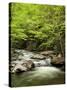 USA, North Carolina, Great Smoky Mountains National Park, Straight Fork Flows Through Forest-Ann Collins-Stretched Canvas