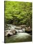 USA, North Carolina, Great Smoky Mountains National Park, Straight Fork Flows Through Forest-Ann Collins-Stretched Canvas