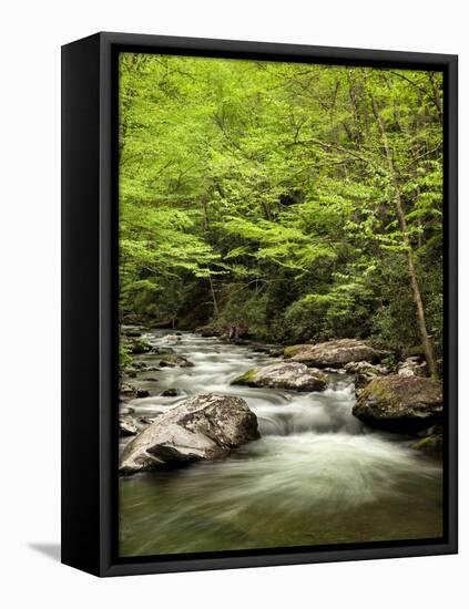 USA, North Carolina, Great Smoky Mountains National Park, Straight Fork Flows Through Forest-Ann Collins-Framed Stretched Canvas