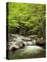 USA, North Carolina, Great Smoky Mountains National Park, Straight Fork Flows Through Forest-Ann Collins-Stretched Canvas