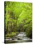 USA, North Carolina, Great Smoky Mountains National Park, Straight Fork Flows Through Forest-Ann Collins-Stretched Canvas