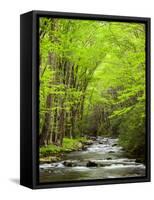 USA, North Carolina, Great Smoky Mountains National Park, Straight Fork Flows Through Forest-Ann Collins-Framed Stretched Canvas