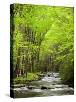 USA, North Carolina, Great Smoky Mountains National Park, Straight Fork Flows Through Forest-Ann Collins-Stretched Canvas