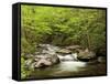 USA, North Carolina, Great Smoky Mountains National Park, Straight Fork Flows Through Forest-Ann Collins-Framed Stretched Canvas