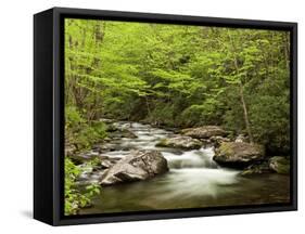 USA, North Carolina, Great Smoky Mountains National Park, Straight Fork Flows Through Forest-Ann Collins-Framed Stretched Canvas