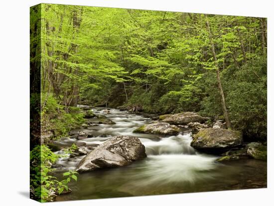 USA, North Carolina, Great Smoky Mountains National Park, Straight Fork Flows Through Forest-Ann Collins-Stretched Canvas