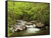 USA, North Carolina, Great Smoky Mountains National Park, Straight Fork Flows Through Forest-Ann Collins-Framed Stretched Canvas