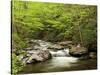 USA, North Carolina, Great Smoky Mountains National Park, Straight Fork Flows Through Forest-Ann Collins-Stretched Canvas