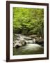 USA, North Carolina, Great Smoky Mountains National Park, Straight Fork Flows Through Forest-Ann Collins-Framed Photographic Print