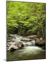 USA, North Carolina, Great Smoky Mountains National Park, Straight Fork Flows Through Forest-Ann Collins-Mounted Photographic Print