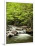 USA, North Carolina, Great Smoky Mountains National Park, Straight Fork Flows Through Forest-Ann Collins-Framed Photographic Print