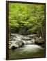 USA, North Carolina, Great Smoky Mountains National Park, Straight Fork Flows Through Forest-Ann Collins-Framed Photographic Print