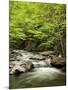 USA, North Carolina, Great Smoky Mountains National Park, Straight Fork Flows Through Forest-Ann Collins-Mounted Photographic Print