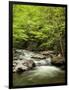 USA, North Carolina, Great Smoky Mountains National Park, Straight Fork Flows Through Forest-Ann Collins-Framed Photographic Print