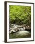 USA, North Carolina, Great Smoky Mountains National Park, Straight Fork Flows Through Forest-Ann Collins-Framed Photographic Print