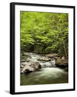 USA, North Carolina, Great Smoky Mountains National Park, Straight Fork Flows Through Forest-Ann Collins-Framed Photographic Print