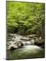 USA, North Carolina, Great Smoky Mountains National Park, Straight Fork Flows Through Forest-Ann Collins-Mounted Photographic Print