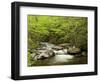 USA, North Carolina, Great Smoky Mountains National Park, Straight Fork Flows Through Forest-Ann Collins-Framed Photographic Print