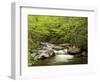 USA, North Carolina, Great Smoky Mountains National Park, Straight Fork Flows Through Forest-Ann Collins-Framed Photographic Print