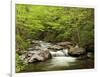 USA, North Carolina, Great Smoky Mountains National Park, Straight Fork Flows Through Forest-Ann Collins-Framed Photographic Print