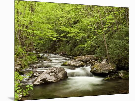 USA, North Carolina, Great Smoky Mountains National Park, Straight Fork Flows Through Forest-Ann Collins-Mounted Photographic Print