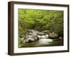 USA, North Carolina, Great Smoky Mountains National Park, Straight Fork Flows Through Forest-Ann Collins-Framed Photographic Print