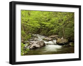 USA, North Carolina, Great Smoky Mountains National Park, Straight Fork Flows Through Forest-Ann Collins-Framed Photographic Print