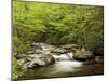USA, North Carolina, Great Smoky Mountains National Park, Straight Fork Flows Through Forest-Ann Collins-Mounted Photographic Print