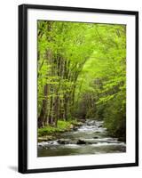 USA, North Carolina, Great Smoky Mountains National Park, Straight Fork Flows Through Forest-Ann Collins-Framed Photographic Print