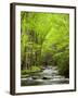 USA, North Carolina, Great Smoky Mountains National Park, Straight Fork Flows Through Forest-Ann Collins-Framed Photographic Print