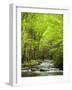 USA, North Carolina, Great Smoky Mountains National Park, Straight Fork Flows Through Forest-Ann Collins-Framed Photographic Print