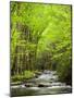 USA, North Carolina, Great Smoky Mountains National Park, Straight Fork Flows Through Forest-Ann Collins-Mounted Photographic Print