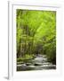 USA, North Carolina, Great Smoky Mountains National Park, Straight Fork Flows Through Forest-Ann Collins-Framed Photographic Print