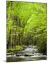 USA, North Carolina, Great Smoky Mountains National Park, Straight Fork Flows Through Forest-Ann Collins-Mounted Photographic Print