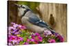 USA, North Carolina, Guilford County. Close-up of Blue Jay-Cathy & Gordon Illg-Stretched Canvas