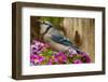 USA, North Carolina, Guilford County. Close-up of Blue Jay-Cathy & Gordon Illg-Framed Photographic Print