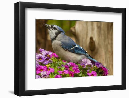 USA, North Carolina, Guilford County. Close-up of Blue Jay-Cathy & Gordon Illg-Framed Photographic Print