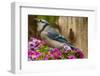 USA, North Carolina, Guilford County. Close-up of Blue Jay-Cathy & Gordon Illg-Framed Photographic Print