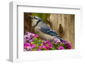 USA, North Carolina, Guilford County. Close-up of Blue Jay-Cathy & Gordon Illg-Framed Photographic Print