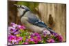 USA, North Carolina, Guilford County. Close-up of Blue Jay-Cathy & Gordon Illg-Mounted Photographic Print