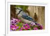 USA, North Carolina, Guilford County. Close-up of Blue Jay-Cathy & Gordon Illg-Framed Photographic Print