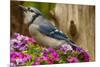 USA, North Carolina, Guilford County. Close-up of Blue Jay-Cathy & Gordon Illg-Mounted Photographic Print