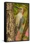 USA, North Carolina, Guilford County. Red-Bellied Woodpecker on Tree-Cathy & Gordon Illg-Framed Stretched Canvas