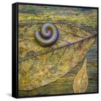 USA, North Carolina, Joyce Kilmer Memorial Forest. Centipede on a leaf.-Jaynes Gallery-Framed Stretched Canvas