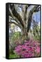 USA, North Carolina., moss-covered tree trunk with Azaleas-Hollice Looney-Framed Stretched Canvas